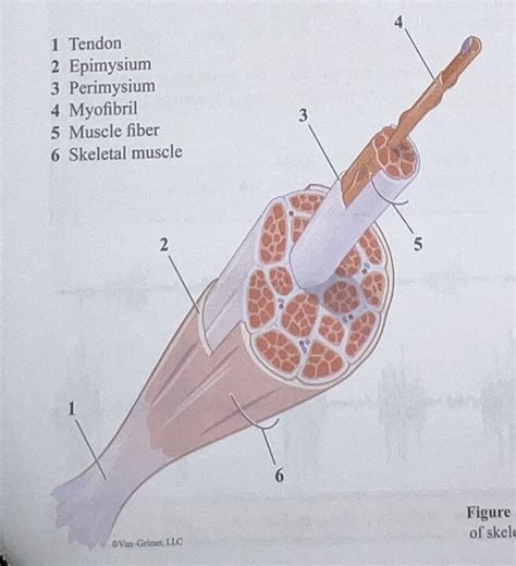 Image result for Skeletal Muscle Structure Labeled