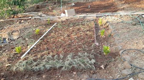 Haritamritam Organic Gardening at Nerul Math | Ayudh - Awaken Youth ...