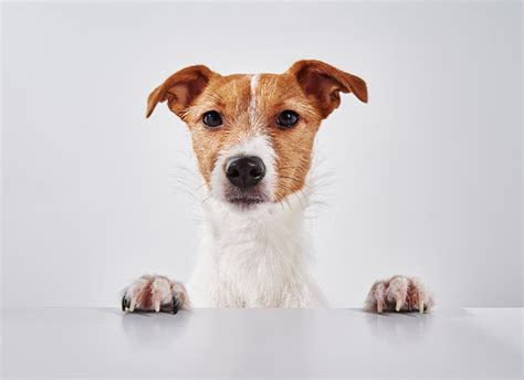 Bold Nature 的图像结果