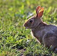 Image result for Baby Bunny Nest