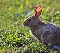 Image result for White Baby Bunny Rabbits