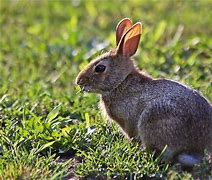 Image result for Cute White Baby Bunny