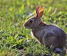 Image result for Baby Bunny On White Background