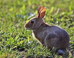 Image result for Fluffy White Baby Bunny
