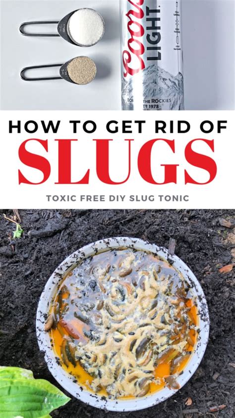Image result for Homemade Slug Control