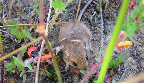 Image result for Pocket Mouse Evolution