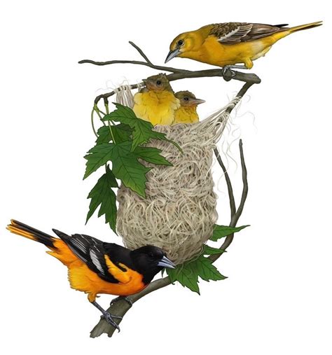 Baltimore Orioles Nest Print - Etsy