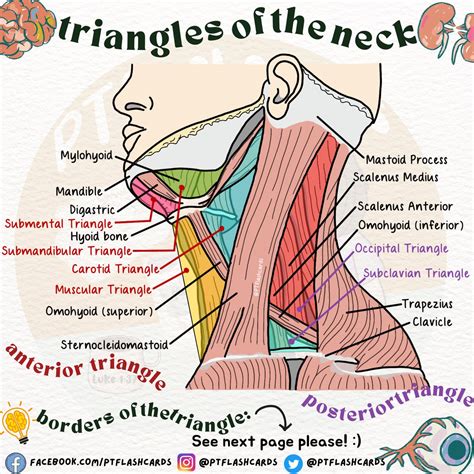 Posterior Triangle Of Neck Omoclavicular (subclavian) Triangle: