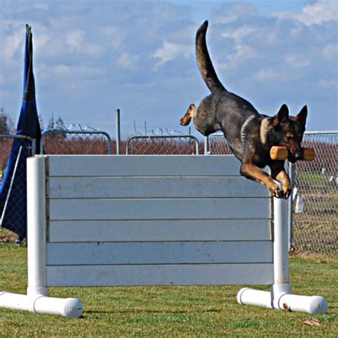 Berger Allemand 的图像结果