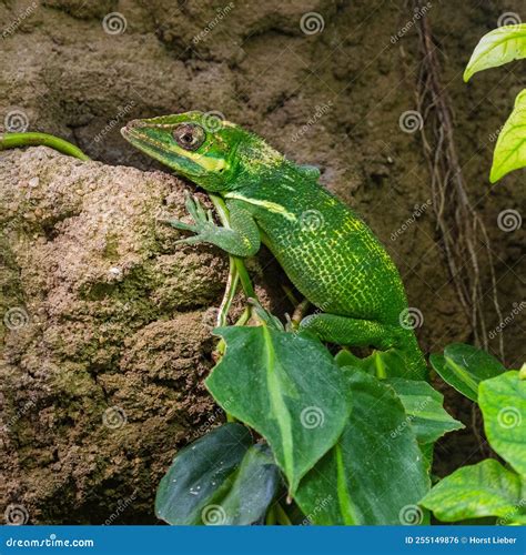 The Knight Anole Anolis Equestris is the Largest Species of Anole Also ...