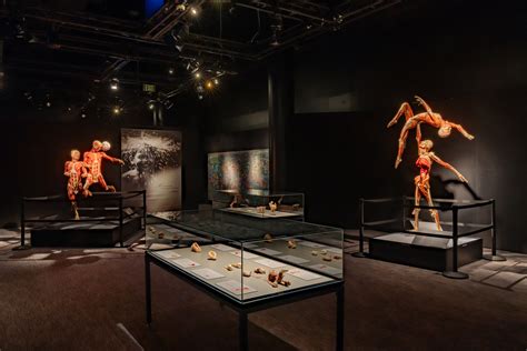 BODY WORLDS: Vital | The Franklin Institute