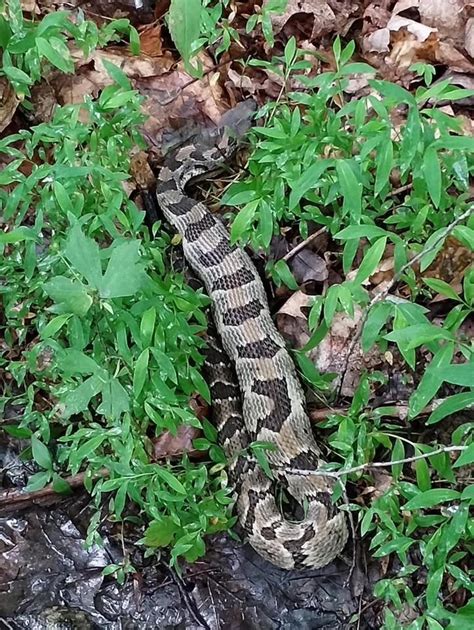 West Virginia Snakes Presented by Roy Moose , 7500 Kanawha State Forest ...