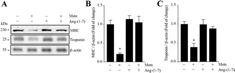 Angiotensin (1-7) Decreases Myostatin-Induced NF-κB Signaling and ...