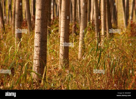 Image result for Trees Pulp