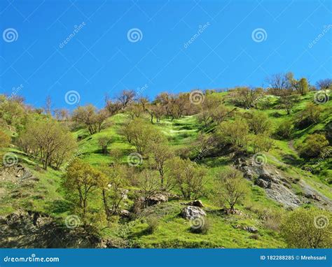 The Landscape of Green Meadows of Zagros Mountains and Persian Oak ...