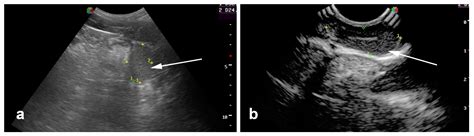 Diagnostic Approach to Equine Testicular Disorders