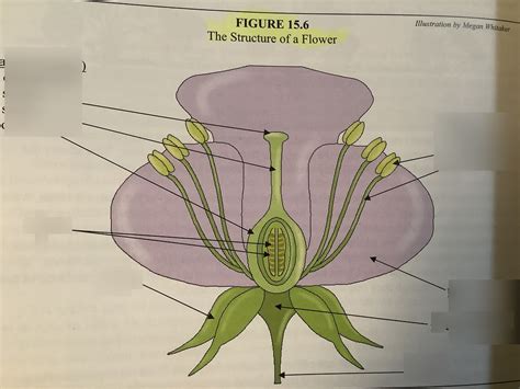 Flower Structure 的图像结果