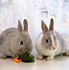 Image result for Super Cute Baby Bunnies