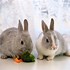 Image result for Very Cute Baby Bunnies