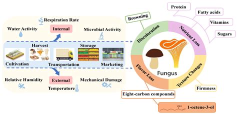 Shelf Fungi Diagram