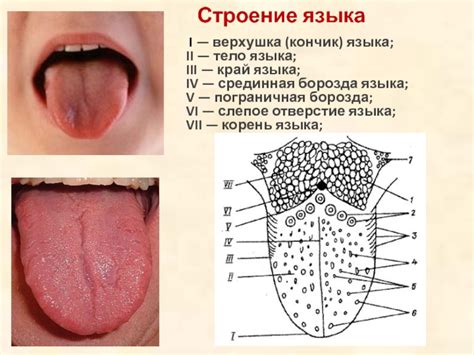 Артикуляционный отдел презентация, доклад