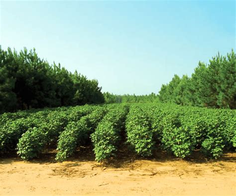 Alley Cropping - Agriculture Notes