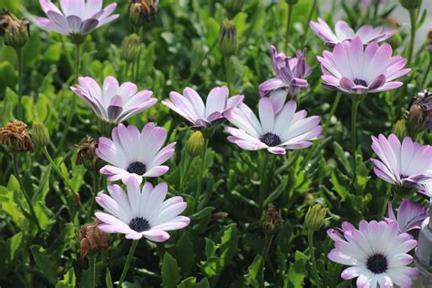 African Daisies (Osteospermum): How to Grow and Care for These Colorful ...