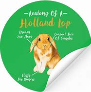 Image result for Broken Orange Holland Lop