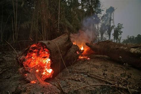 亚马逊雨林火灾后航拍画面曝光：一片荒凉。一段亚马逊雨林火灾后图片，画面上一片荒凉景象，树木被烧秃，蟒蛇在光裸的土地上爬行，令人痛心。大火已经 ...