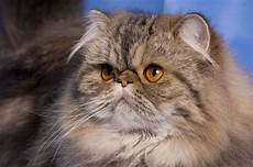 prezzi gatti persiani gatto persiano carattere pelo lungo il carattere prezzi gatti persiani gatto persiano carattere pelo lungo il carattere