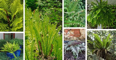 Image result for Fern Types