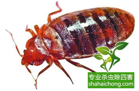 上海除虫公司哪家好以及专业除虫公司的特点-上海帮庭环境科技有限公司