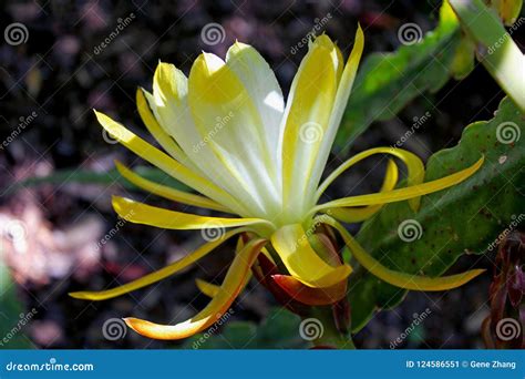 Yellow Flower of the Night-blooming Cereus Stock Image - Image of night ...
