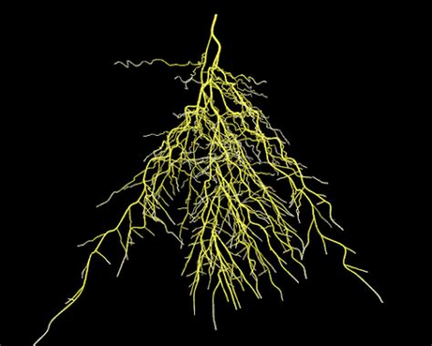 SONU ACADEMY: TEXT: GETTING TO KNOW PLANTS CBSE CLASS-VII BIOLOGY