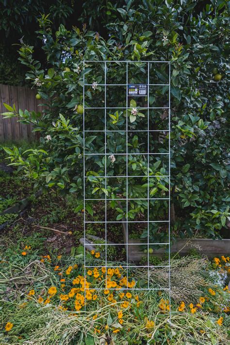 8 Vertical Garden, Plant Support & Trellis Ideas for your Summer Veggie ...