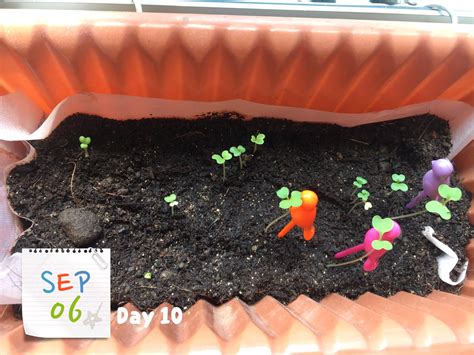 #NEAseeds : Growing Xiao Bai Cai at home! | Skye Soon