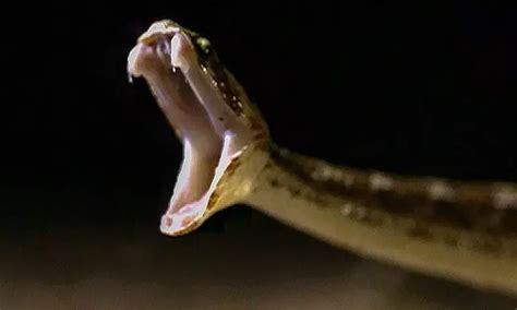 Cardiac toxicity a common complication of snakebite: JAPI study