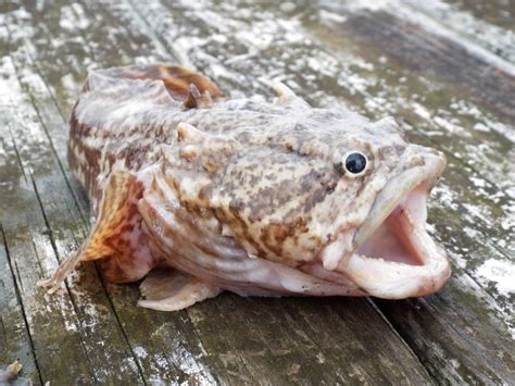 Oyster Toadfish Pet at Jewel Simmons blog