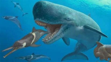 巨齿鲨 VS 梅尔维尔鲸_牙齿