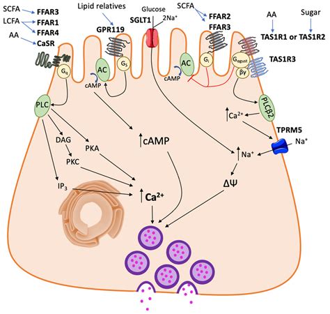 Luminal Chemosensory Cells in the Small Intestine