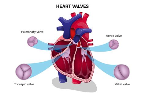 Heart Valve Disease Treatment in Dubai at Emirates Hospitals