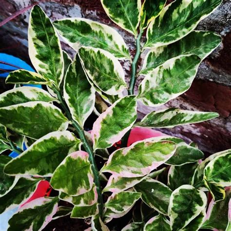 Devils Backbone Plant: How To Grow The Curious Pedilanthus Tithymaloides