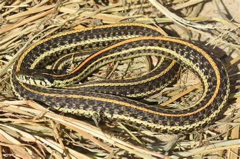 Plains Gartersnake (Thamnophis radix) - Amphibians and Reptiles of ...