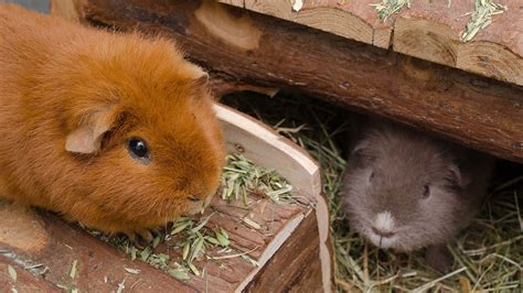 Guinea pig cages: five tips for buying the best one - Versele-Laga