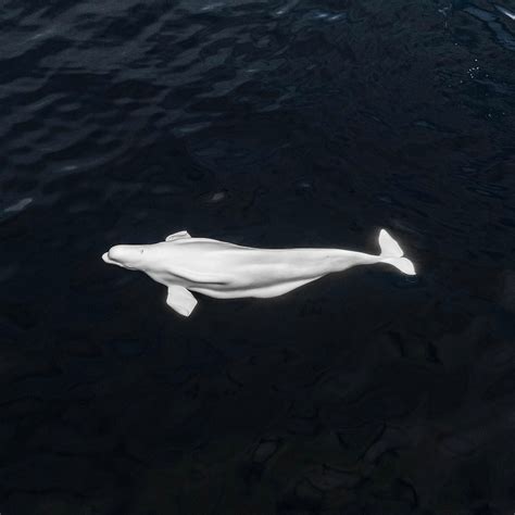 Beluga Whale Swimming