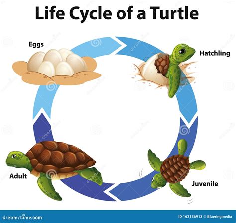 Diagram Showing Life Cycle of Sea Turtle Stock Vector - Illustration of ...