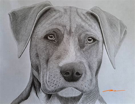 Realistic Dog Drawing Tutorial 的图像结果