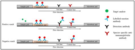 Quantum Dot-Based Lateral Flow Immunoassay | Encyclopedia MDPI