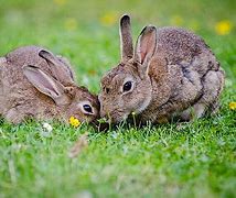 Image result for Baby Wild Rabbit Food