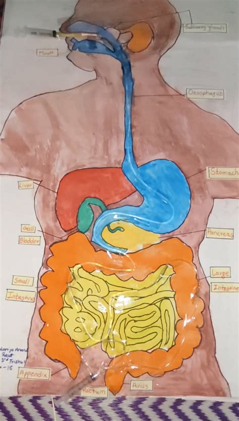 Image result for Digestive System Theme